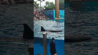 Orca encounters at SeaWorld Orlando pt 3 [upl. by Battat195]