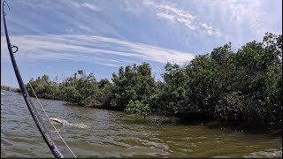 Giant snook endless trout Fishing during spring break in Ding Darling Wildlife Refuge [upl. by Alver]