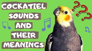 Cockatiel Sounds and Their Meanings [upl. by Adabelle217]