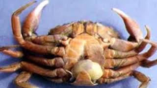 Infestation of parasitic rhizocephalan barnacles on Mud Crab [upl. by Haorbed]