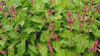 vaste planten Persicaria amplexicaulis Taurus duizendknoop [upl. by Nairam]