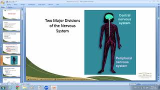 nervous tissue biomedical  تحضيري صحي جامعة بيشة [upl. by Hibbitts758]