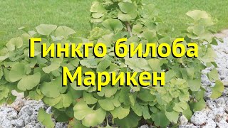 Гинкго билоба Марикен Краткий обзор описание характеристик ginkgo biloba Mariken [upl. by Welcy89]