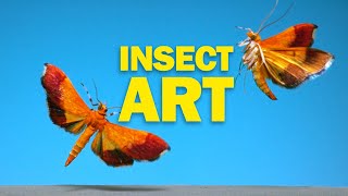 Flying Insects as Art in NAT GEO [upl. by Nonaihr798]