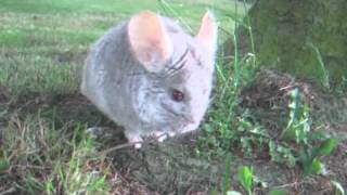 Wild Chinchilla [upl. by Betsy]