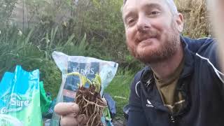 Potting up Cypripedium calceolus hardy lady slipper orchids care amp cultivation in inorganic media [upl. by Nohtan]