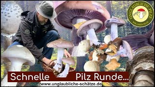 Schnelle Pilzrunde  Hauswald im November  Gibt es Pilze Pilze suchen im November 2023 [upl. by Gromme]