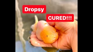 How to Treat  Cure Dropsy  Successful method to treat dropsy in goldfish [upl. by Fairman28]