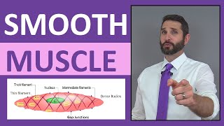 Smooth Muscle Tissue Anatomy  Mnemonic Structure Contraction SingleUnit MultiUnit [upl. by Arlana826]