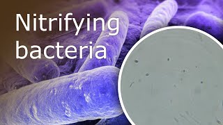 All About Nitrifying Bacteria in Your Aquarium What they Are and Where Can You Find Them [upl. by Hcirdla]