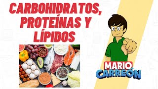 Carbohidratos Proteínas y Lípidos 🥑 [upl. by Baun]