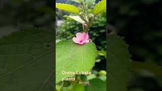 Orena Lobata plants youtubeshorts youtube garden floweringplant nature flowers plants shorts [upl. by Hulen]