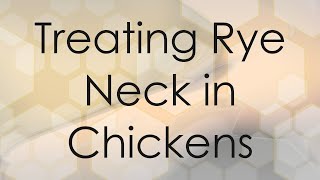 Treating Rye Neck in Chickens [upl. by Assirahc]