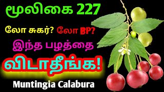 தேன் பழ மரம்நெய் பழம்jam fruitMuntingia Calaburaஅலசல்Alasal [upl. by Adiaz308]