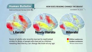 Science Bulletins How Does Reading Change the Brain [upl. by Eyatnod]