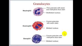 Blood Physiology  White Blood Cells [upl. by Auginahs]