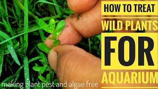 How to treat wild PLANTS for aquarium  Aqua adventure [upl. by Nolan322]