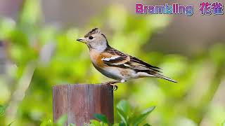 Brambling 花雀 [upl. by Saduj288]