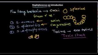 Staphylococus introduction [upl. by David]