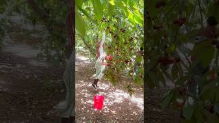 Cherry picking 2023 though lol edit travel love cherry cherries vlog cherryvlogs edit [upl. by Arinay]