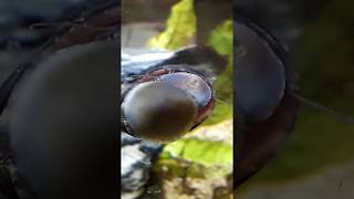 Neritina pulligera  MilitaryBlack helmet nerite snail feeding [upl. by Sivrat873]