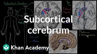 Subcortical cerebrum  Organ Systems  MCAT  Khan Academy [upl. by Murtha]