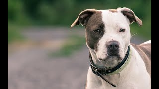 American Staffordshire Terrier tout savoir sur cette race de chien AmStaff VF [upl. by Kennedy]