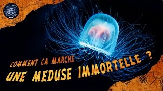 Quels sont les secrets des méduses immortelles   CURIOCEAN 10 [upl. by Giorgi]