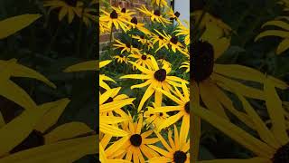 Rudbeckia fulgida Goldsturm shorts [upl. by Anaidiriv]