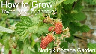 How to grow Tayberry and Loganberry vines [upl. by Sirref117]