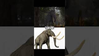 paleoxodon damaricus vs mamut sungari edit paleontology elephant 1vs1 meme prehistoricanimal [upl. by Ylek]