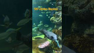 VGP Marine Kingdom  Mermaid show  Chennai [upl. by Yenolem440]