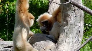 White handed Gibbon family What is baby going to do Baby full of energy [upl. by Chak]