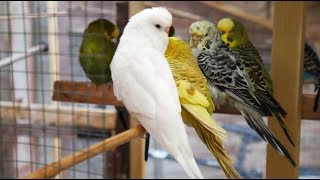 2 Hours of Budgies Singing Playing and Talking  Play For Your Budgie [upl. by Auqinet]