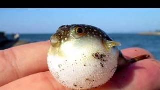 Life Cycle Of A Puffer Fish [upl. by Lehman]