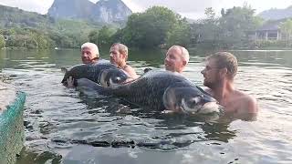 2x 100lb Siamese Carp at Gillhams Fishing Resorts [upl. by Eirrok]