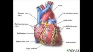 Blood flow through my heart [upl. by Hegarty]