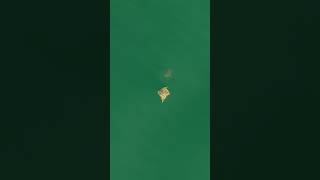 Watch this Cownose Ray shake off the nuisance fish [upl. by Almeeta214]