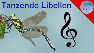 Tanzende Libellen  dancing dragonflies [upl. by Alves]