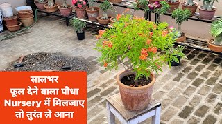 सालभर फूल देने वाला एक परमानेंट पौधा  Nursery मे मिल जाए तो तुरंत लगा दो  Tecoma flower plant care [upl. by Leanard722]