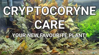 Cryptocoryne Care Guide  Crypt Melt Planting Trimming And Propagating Your Crypts [upl. by Herrle]