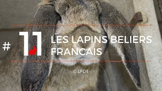 LES LAPINS BELIERS FRANCAIS │LFDT 11 [upl. by Lak]