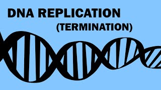 DNA REPLICATION 33  TERMINATION [upl. by Hawken]