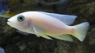 Sciaenochromis Fryeri Snow White Mutation African Cichlid Malawi [upl. by Ravel]