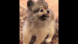 Angry Pomeranian [upl. by Erroll481]