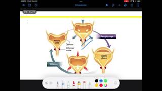 UE3 Physiologie Rénale  4 La Miction et La Continence par TAGZOUT MAISSENE [upl. by Ivz]