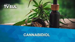 Cannabidiol no tratamento da dor [upl. by Marilyn15]