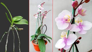 Growing Phalaenopsis orchids indoor plants very lots flowers cost effective 5T1 Ideas [upl. by Yi]