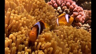 Snorkeling at Hamata islands  Marsa Alam [upl. by Nart]