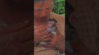 monkey baby Bon loves being hugged by grandmother Ly monkey babymonkey monkeybon animalcare [upl. by Earazed102]